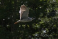 Heron bihoreau-01